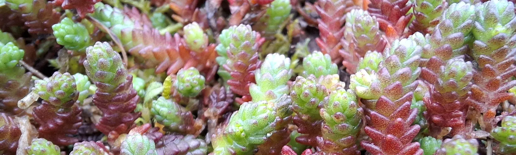 Rozchodniki sedum na zielonym dachu