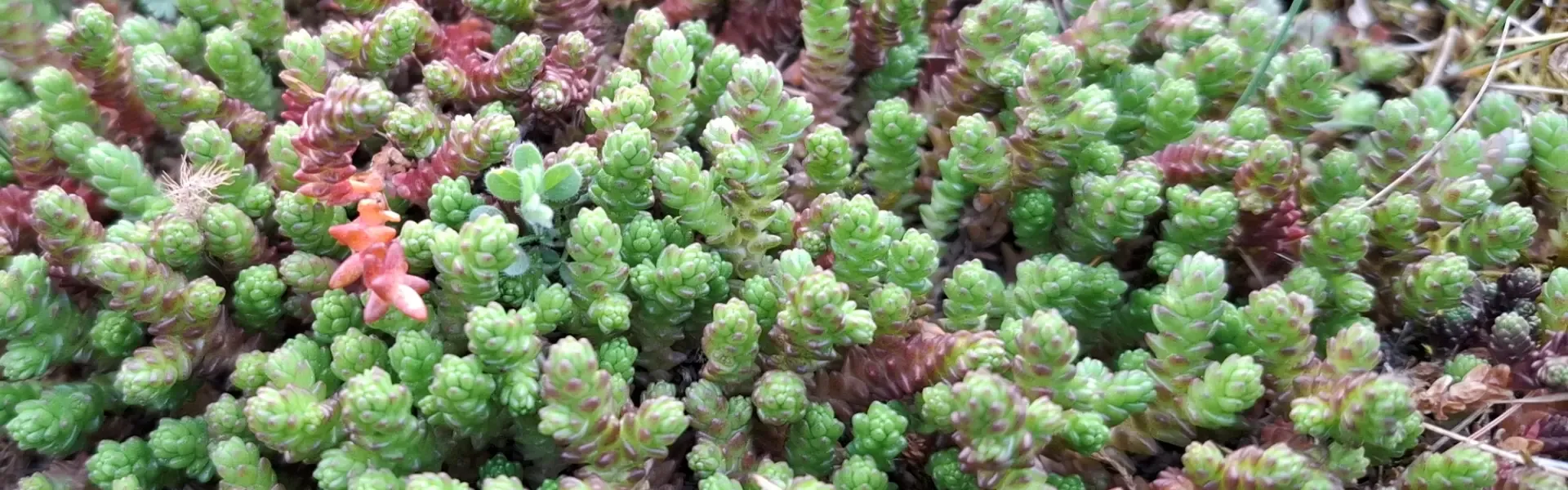 Zielony dach ekstensywny – jak zrobić krok po kroku (od konstrukcji po sedum)