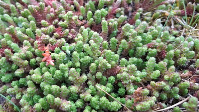 Zielony dach ekstensywny – jak zrobić krok po kroku (od konstrukcji po sedum)